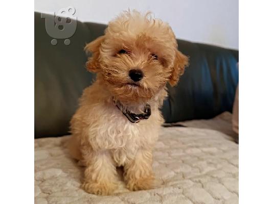 Κουτάβια Maltipoo